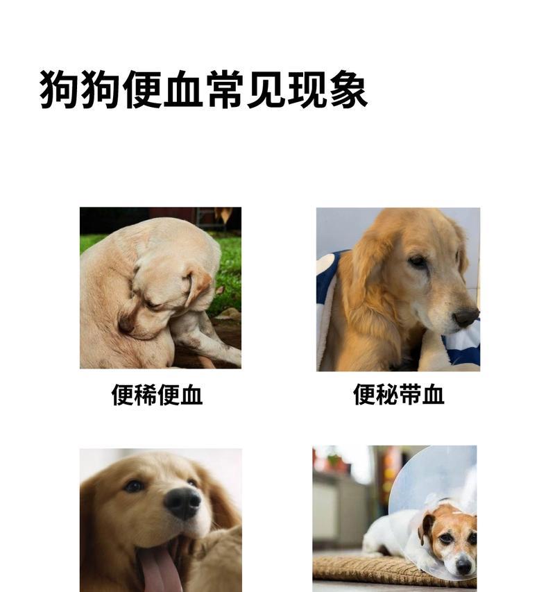 狗拉血治疗药物的选择与应用（了解狗拉血症状，选择合适的药物治疗）