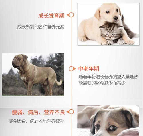 以博美营养膏的独特原因（揭秘以博美营养膏为何成为宠物主人的首选）