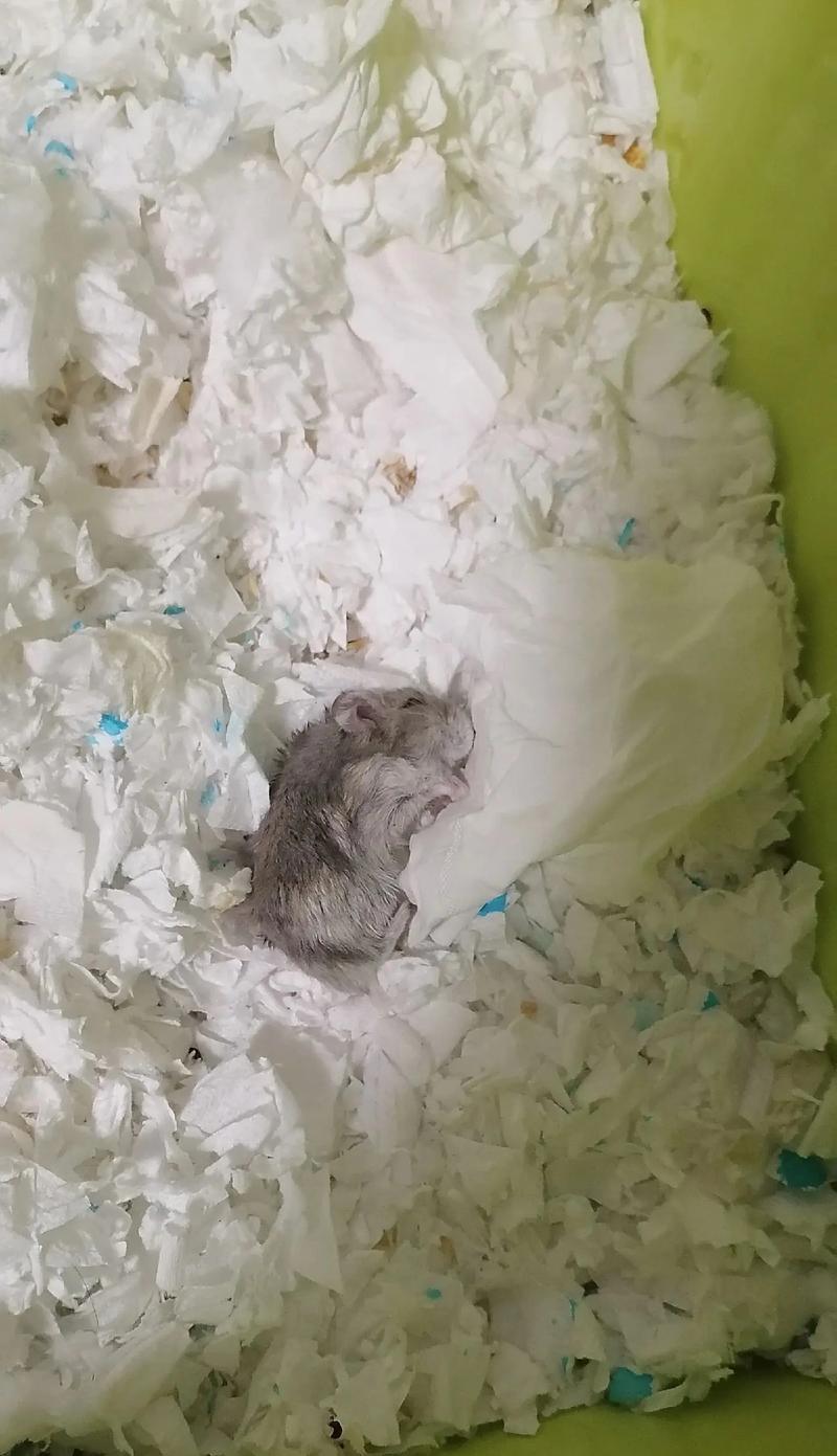 刚出生的仓鼠能喝什么？（提供健康营养的饮食对于仓鼠成长至关重要）