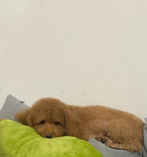泰迪吃撑症状及处理方法（了解泰迪吃撑症状，避免健康风险）