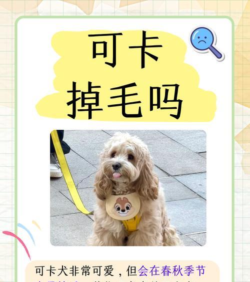 揭秘哪些狗狗掉毛最多？（了解狗狗掉毛的原因和应对方法，让你的宠物生活更舒适！）
