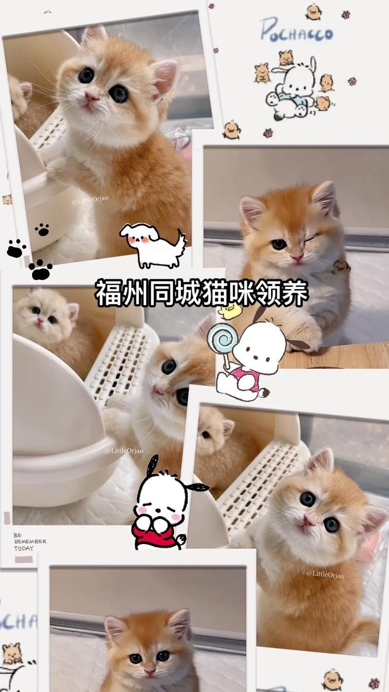 照顾两个月幼猫的必要知识（宝贝小猫需要的爱与关怀）