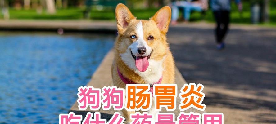 宠物狗不应该随便吃药的原因及注意事项