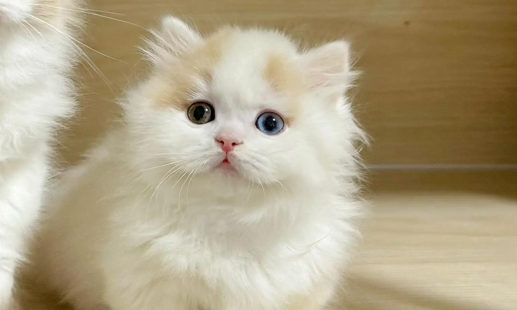 可爱小猫的魅力与特点（揭秘小猫的外貌、性格和习性）