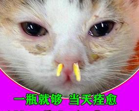 狗狗打喷嚏发烧该吃什么药？（寻找有效的治疗方法，提供舒适的狗狗健康保障）