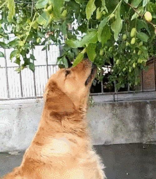 金毛犬的水果日常饮食需求