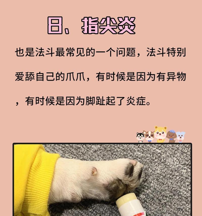 关于养幼犬法斗的注意事项（幼犬法斗养护指南，你需要知道的关键信息）
