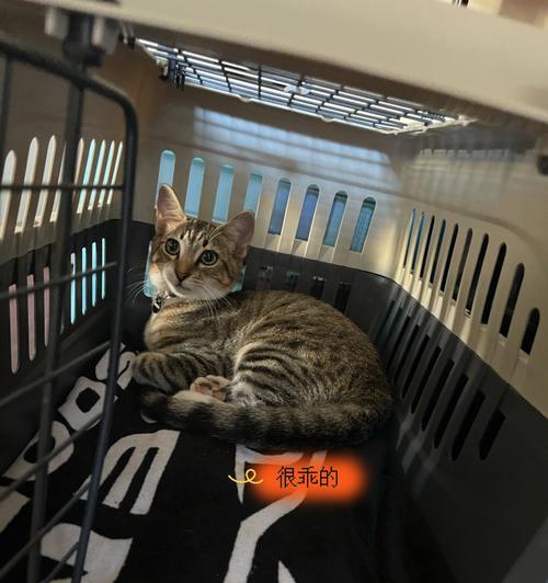 给猫咪进行避孕的最佳时机（保护猫咪健康，科学避孕）