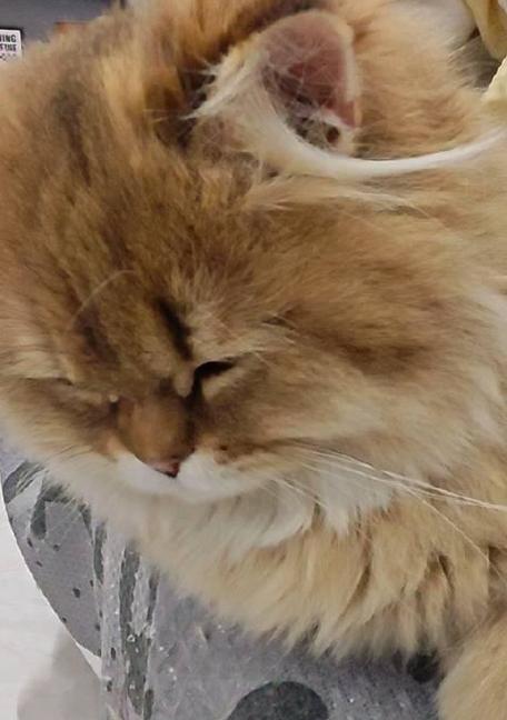 揭秘猫咪为何会打呼噜？（探寻猫咪打呼噜的原因和意义）