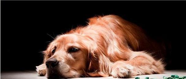 金毛为何生长缓慢？（探究金毛犬种成长速度较慢的原因及特点）