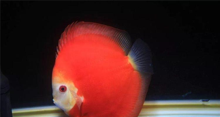 养七彩鱼的注意事项（打造绚丽水族世界，关注七彩鱼健康成长）