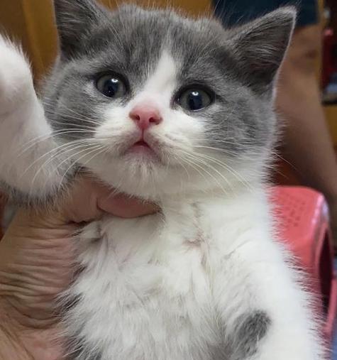 以猫为宠物的优势和养护知识（了解猫咪的品种多样性和健康养育技巧）