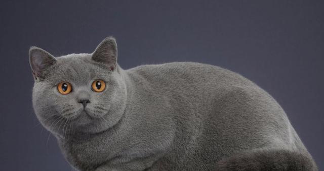 最受欢迎的猫品种是什么？（探究受欢迎程度最高的猫品种及其魅力所在）