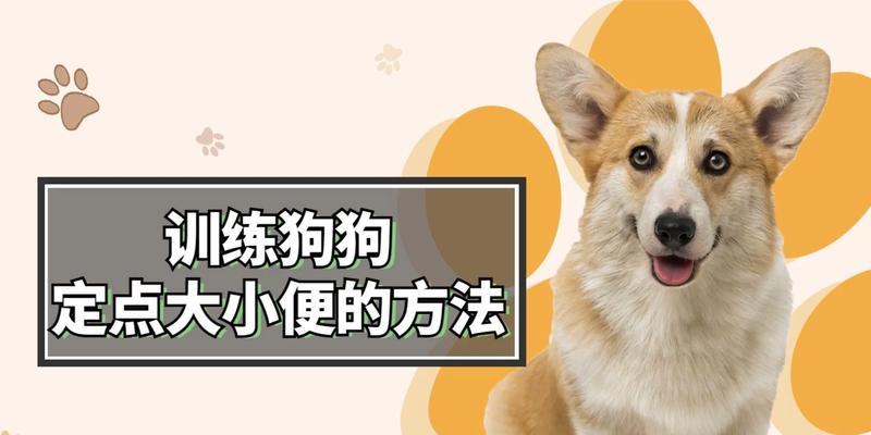 如何有效训练你的狗（掌握正确的训练技巧，打造听话乖巧的宠物伙伴）
