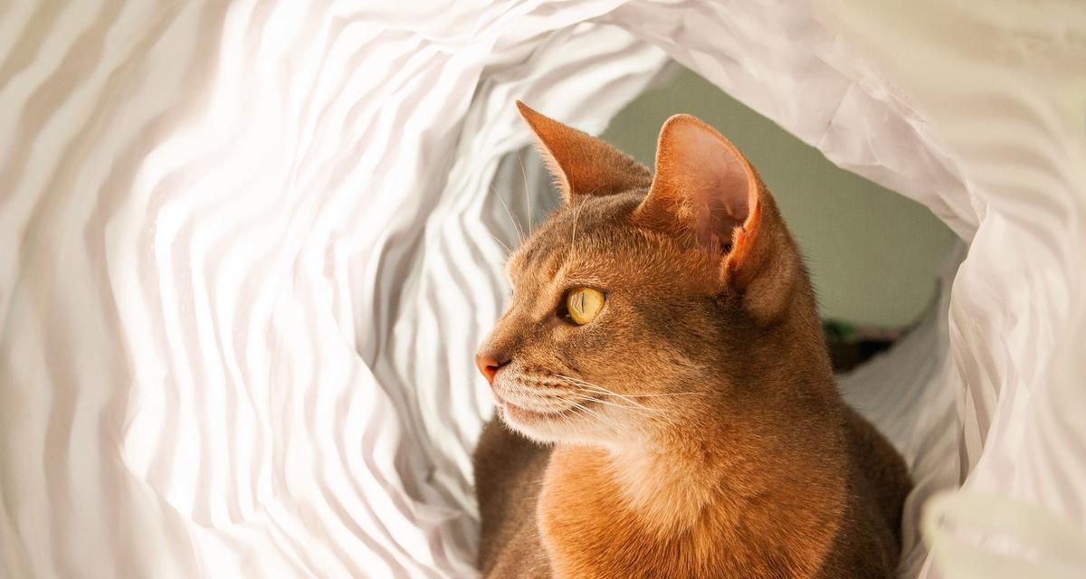 猫咪喜欢钻盒子的原因剖析（解密猫咪为何对盒子情有独钟）