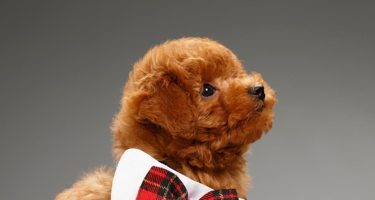 泰迪大2倍的狗狗——边境牧羊犬（探索边境牧羊犬的身影和特点）