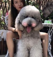 以巧克力贵宾补钙的最佳选择（了解巧克力贵宾补钙的方法与注意事项）