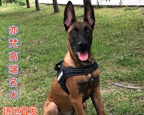 以马犬与其相似的犬种及特征（探索以马犬的神秘面纱，揭示其与犬界兄弟姐妹的亲缘关系）
