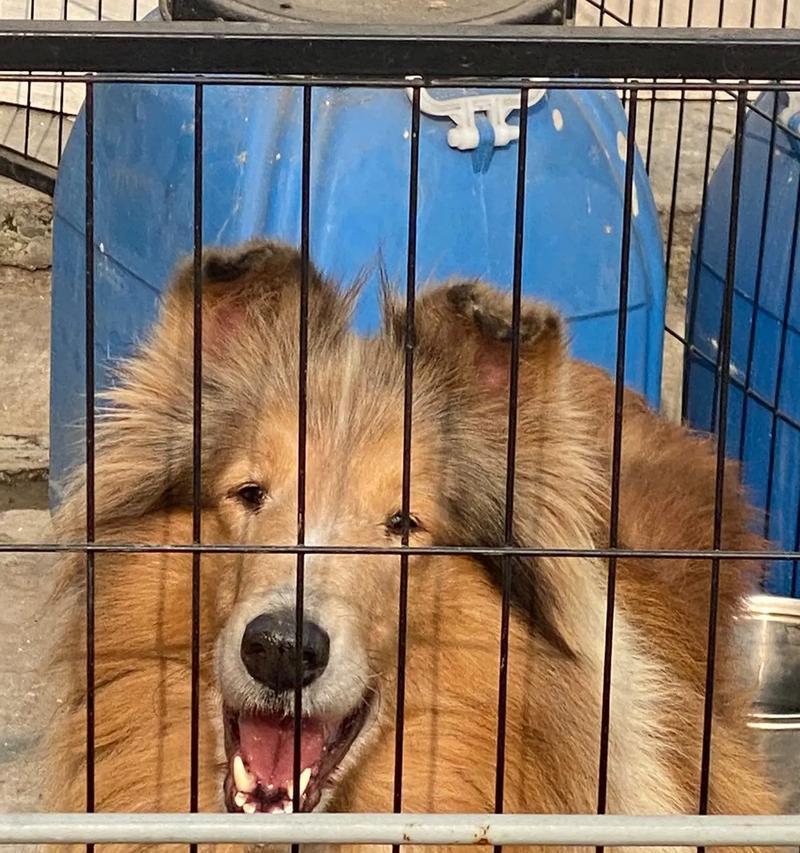 科学饲养方式下，牧羊犬吃什么能长得最好？（以营养均衡的饮食为基础，让你的牧羊犬健康成长）