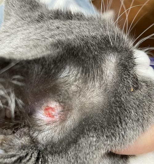 猫血检的应用与意义（揭开猫血检的神秘面纱，探寻其多重应用价值）
