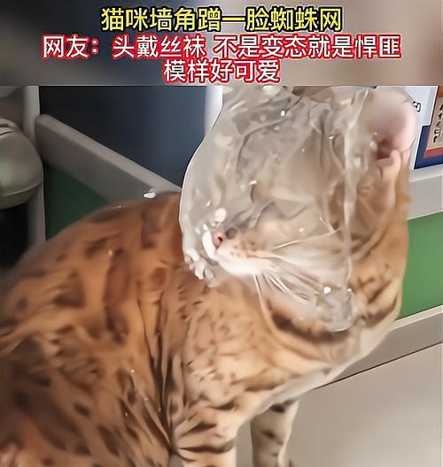 为什么猫一直蹭头？（探索猫咪蹭头行为的原因及意义）