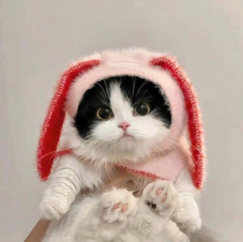 揭秘猫咪之美——为什么猫猫那么漂亮？（探索猫咪之美的奥秘，发现背后的关键因素）
