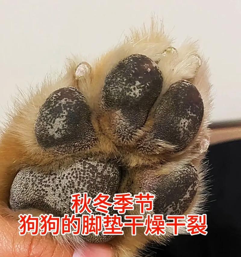 狗脚垫增厚的原因及相关问题解析（为什么要增厚狗的脚垫？——探讨狗脚垫增厚背后的意义和影响力）