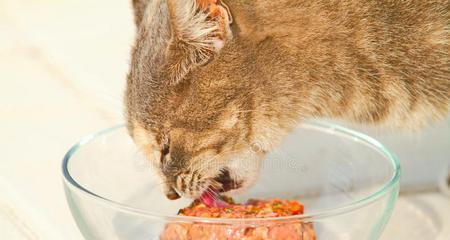 猫吃生牛肉的注意事项（保持健康的关键是饮食均衡）