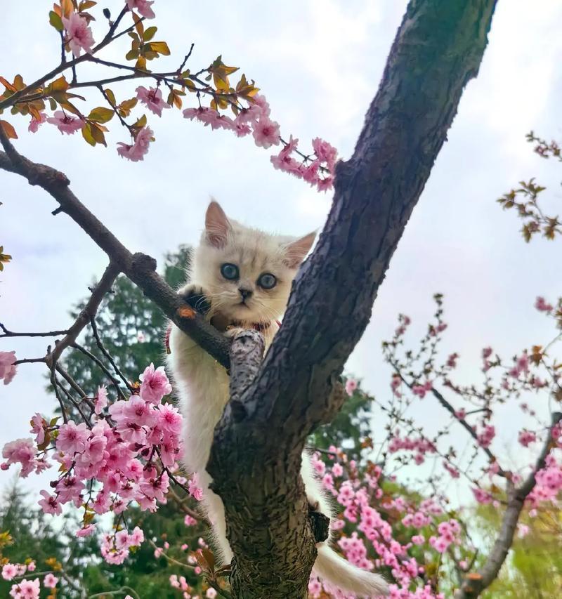 揭秘猫咪为何如此柔软（探索猫咪体内骨骼结构的奥秘）