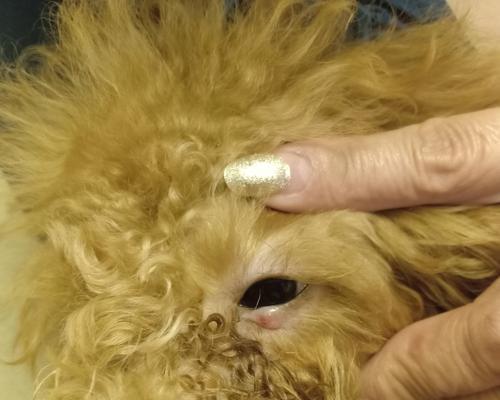 了解狗狗手炎，保护它们的爪子健康（探索狗狗手炎的症状、治疗和预防方法）