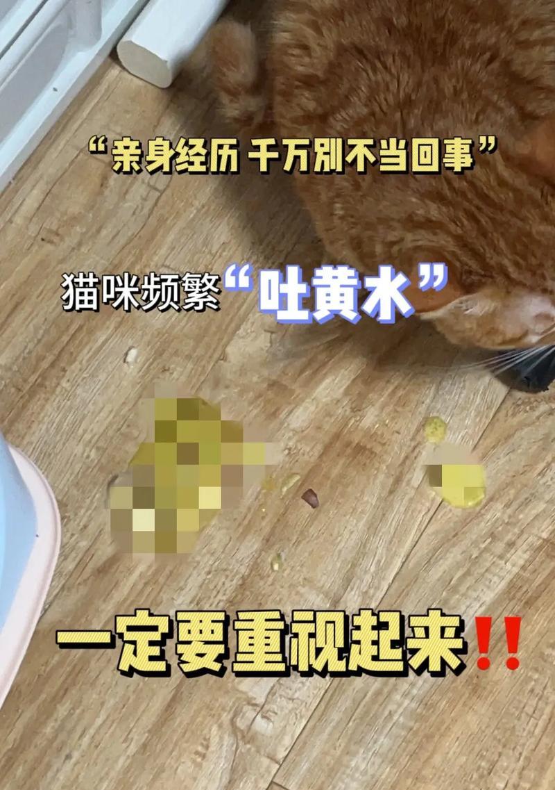 猫发热呕吐的原因及处理方法（探寻猫咪发热呕吐的常见原因及合理护理）