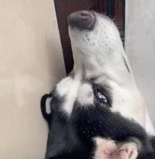 狗狗为什么总爱蹭墙？（探索狗狗蹭墙的原因和行为习惯）