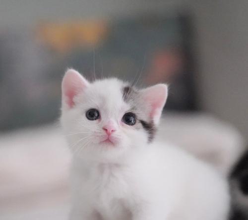 以美短猫的价值及饲养要点（探索以美短猫为何备受追捧的原因及如何正确照料这一宝贵品种）