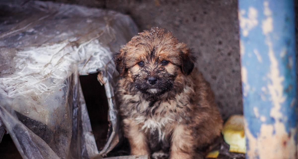 泰迪犬为什么不会吐舌头？（探寻泰迪犬不吐舌头的奥秘）