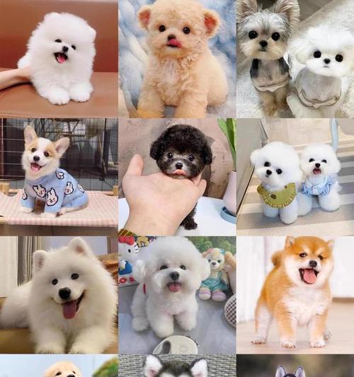 苏州犬舍（专业养犬、培训和医疗服务为您提供完美的宠物体验）