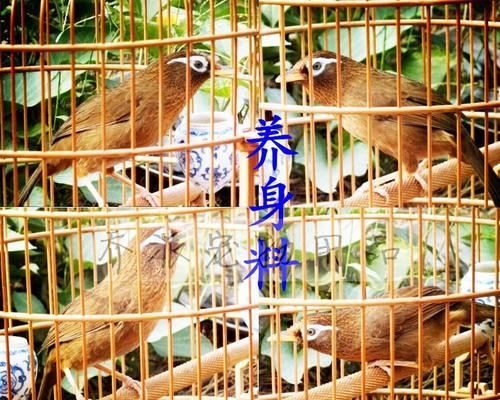 以唱画眉换毛的注意事项（唱画眉换毛的关键要素和注意细节）