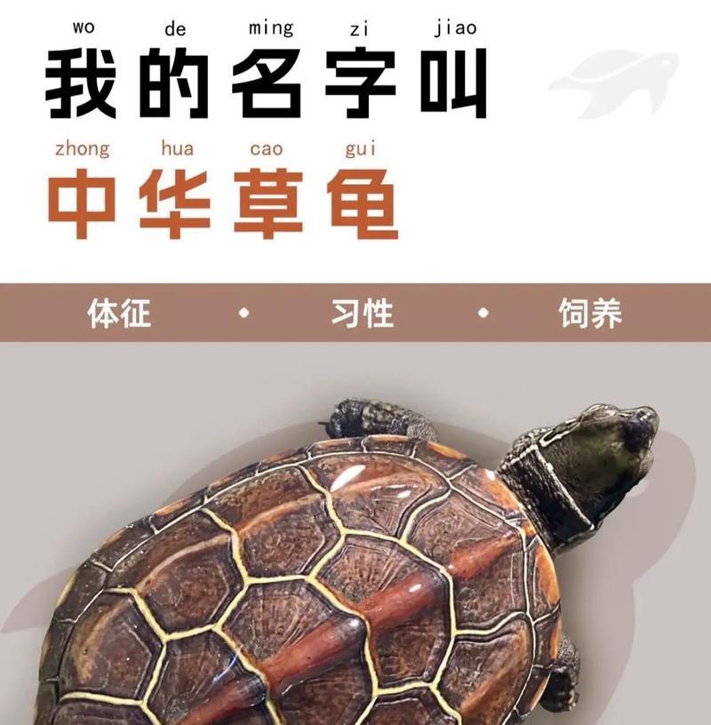 草龟生活的世界（探索草龟的多样化生态系统与生活习性）