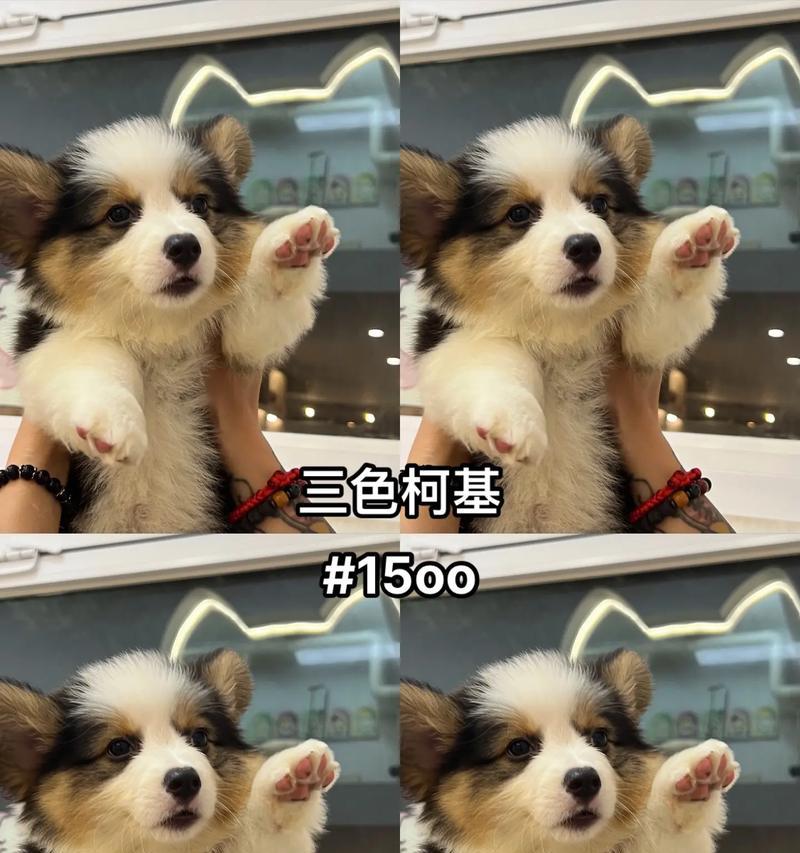 柯基犬的幼犬饮食（了解幼犬食物需求，让柯基犬健康成长）