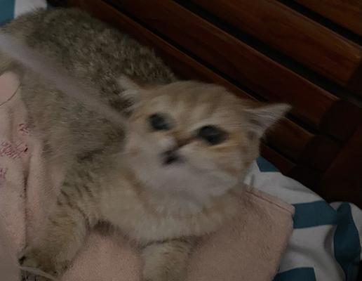 猫的磨牙期（了解猫咪的磨牙期，让它们健康成长）