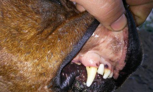 狗严重贫血的症状及处理方法（探讨狗严重贫血的原因、症状与治疗方法）