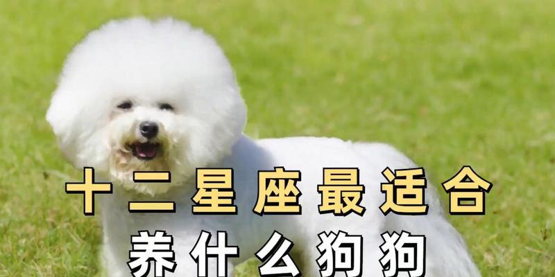 12星座配什么狗？——探究星座和狗的性格匹配性（星座与狗的奇妙组合，你一定不能错过！）