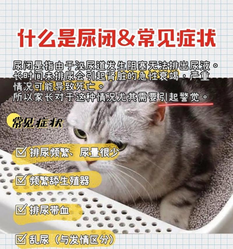 探索猫尿的意义（揭示猫尿背后的秘密及其影响）