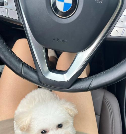 比熊犬的反应行为及相关问题解析（探究比熊犬的典型反应、训练方法以及可能存在的问题）