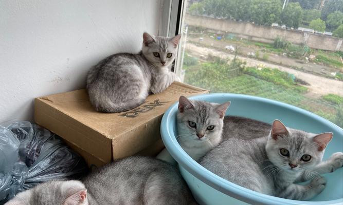 猫的味觉（揭秘猫咪最讨厌的味道和原因）