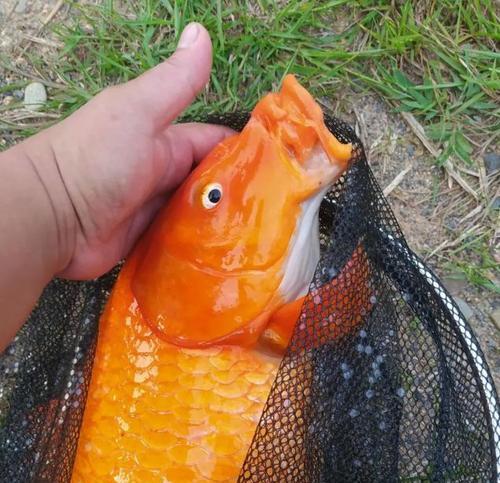 锦鲤与大鱼（探索锦鲤与其他大鱼的互动关系，为水族爱好者提供指导建议）