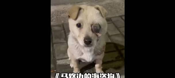 狗狗眼瞎了，守护爱的眼睛（了解狗狗眼瞎的症状与处理方法）