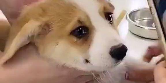 狗狗不打针可能带来的风险（保护宠物健康的必要措施）
