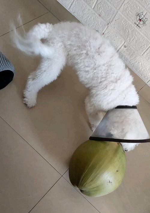 为什么狗狗会用爪挠主人？（探究狗狗挠主人的原因和动机）