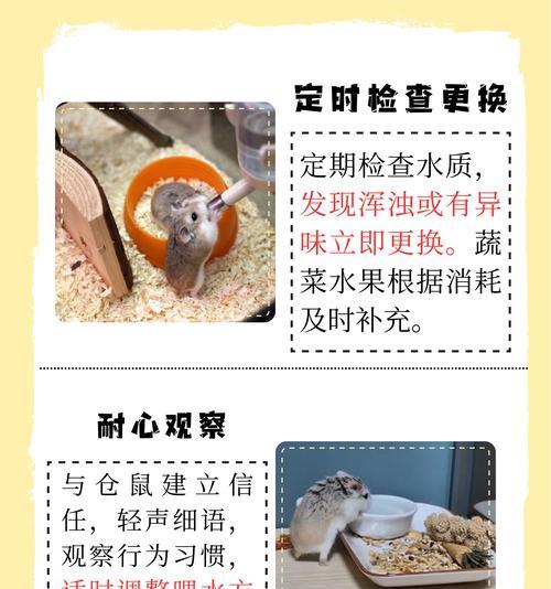 养仓鼠的注意事项（打造舒适健康的宠物生活，提供全面照顾）