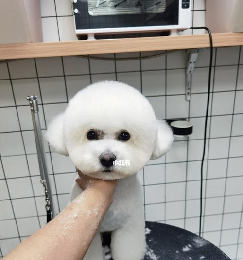比熊犬（探讨比熊犬剪圆头的最佳时机及相关注意事项）